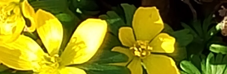 Michala Cover Image
