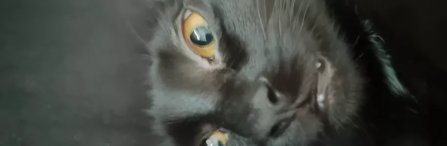 Kateřina Cover Image