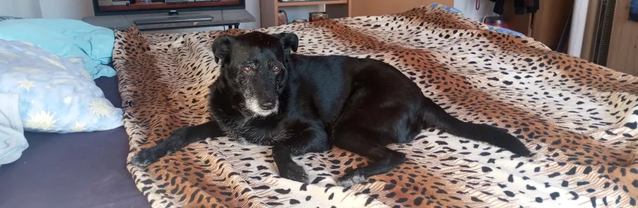 Adri1985 Cover Image