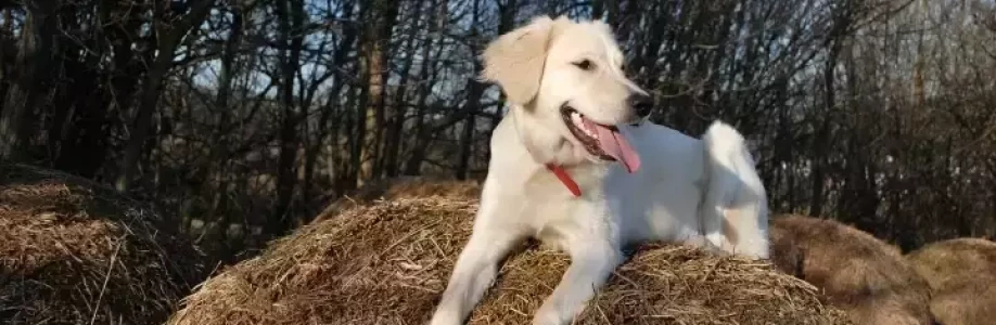 Gemini_221 Cover Image