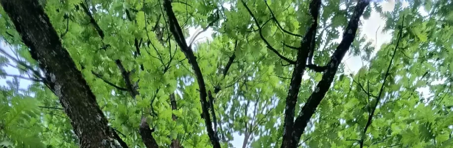 Barbora Procházková Cover Image